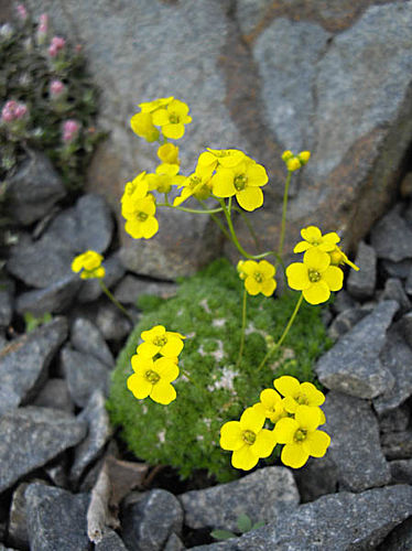 Draba densifolia